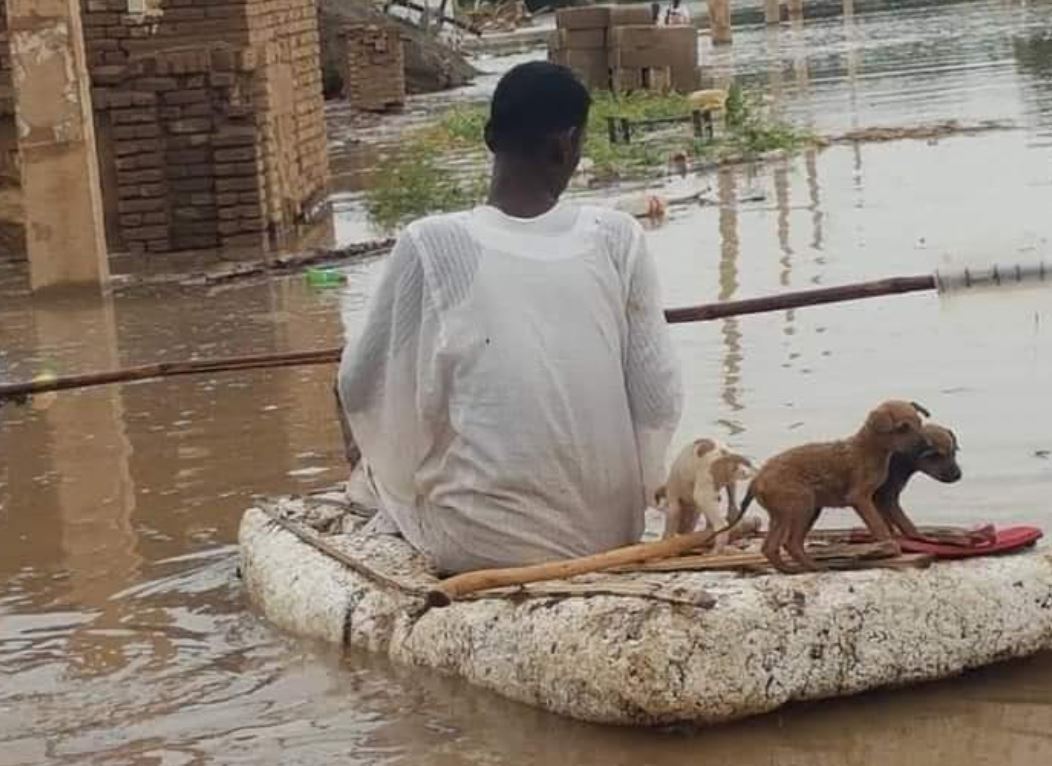 سوداني ينقذ كلاب من الفيضانات