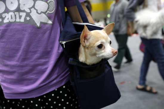كلب داخل حقيبة في معرض الحيوانات الأليفة