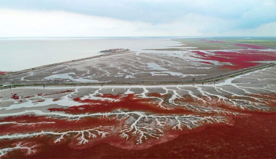 معلومات شاملة عن الشاطئ الأحمر في الصين 42627-الشاطئ-الأحمر-بالصين