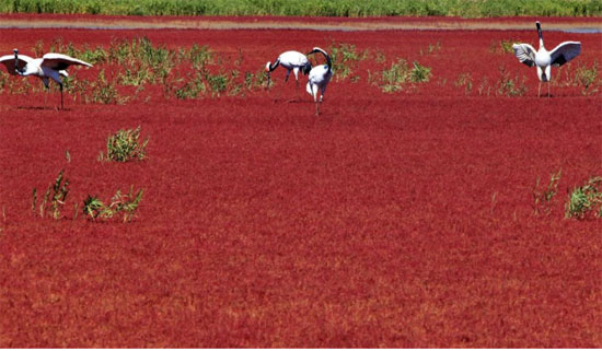 معلومات شاملة عن الشاطئ الأحمر في الصين 53457-الطيور-تسير-وسط-الاعشاب-على-الشاطئ-الأحمر