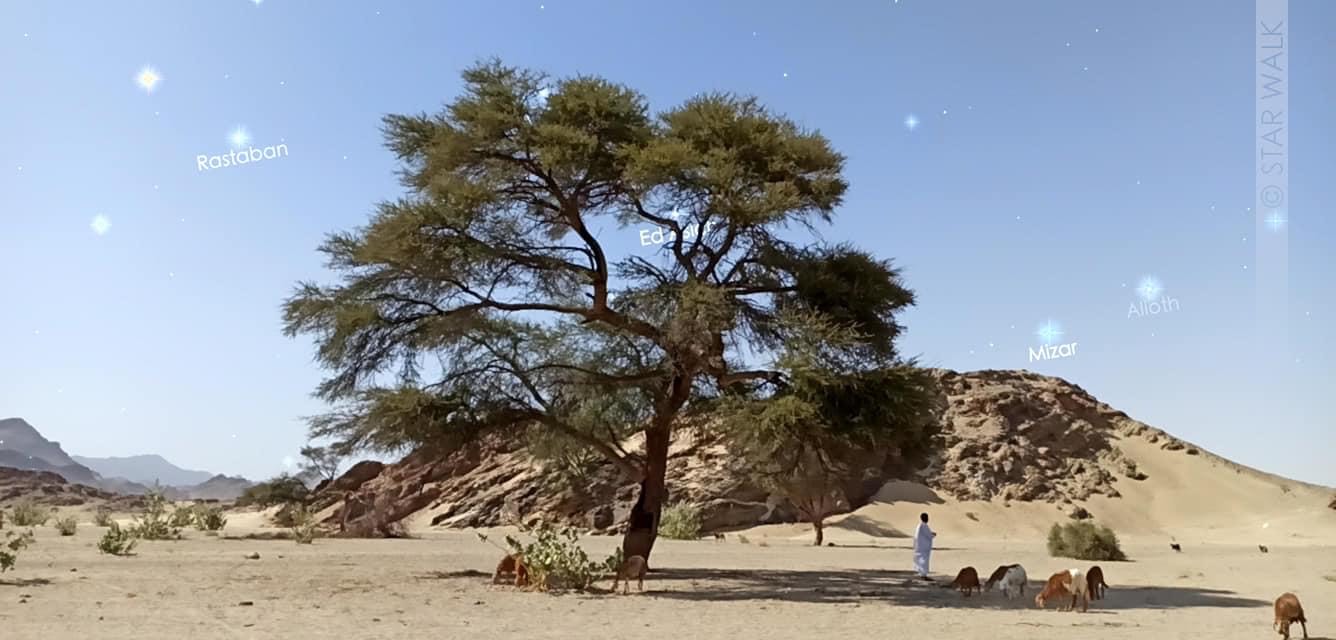 كيف يهتدى أهل البادية بالنجوم فى الصحراء الشرقية ظهور الثريا والجوزية مؤشر على ارتفاع درجات الحرارة سهيل دليل على برد النهار وطول الليل و العنقريب يحمل بشرى سقوط الأمطار وازدهار المراعى صور