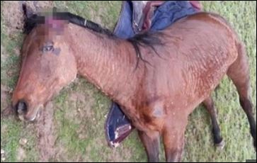 تشوية وقتل الخيول فى فرنسا  (1)