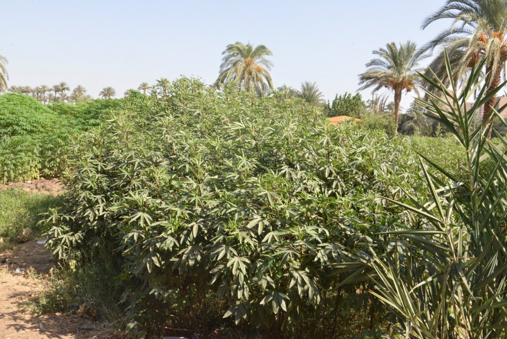 بدء تشغيل خط إنتاج لبيع الزيوت النباتية وانفراد جامعة أسيوط بزراعة أشجار الكسافا بالصعيد (3)