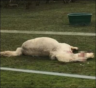 تشوية وقتل الخيول فى فرنسا  (2)