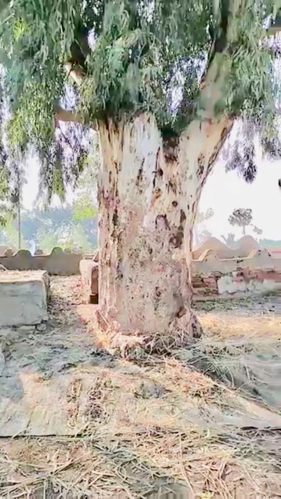 الشجرة التي تربط الأم ابنها بها