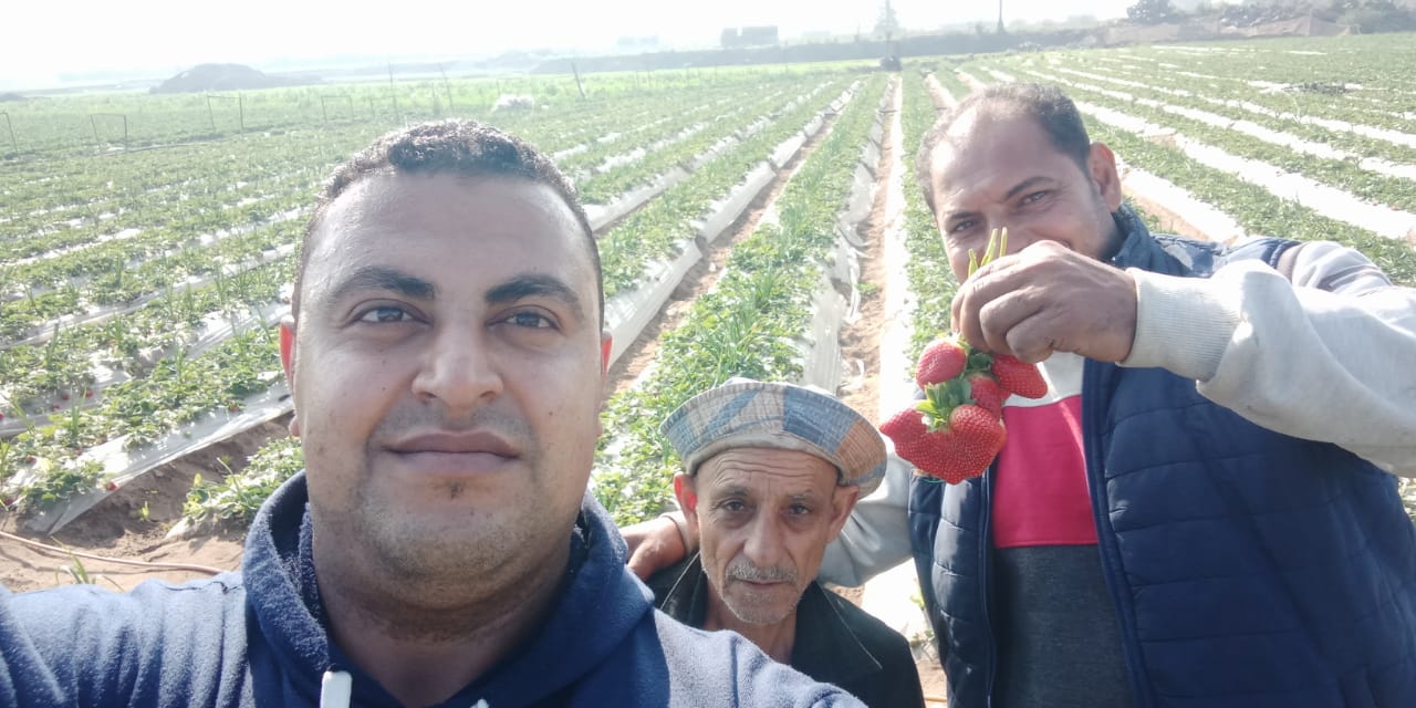 حصاد الفراولة بالقليوبية