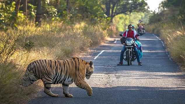 نمر يعترض السائقين بإحدى شوارع الهند (1)