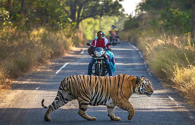 نمر يعترض السائقين بإحدى شوارع الهند (2)