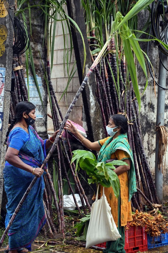 سيدة تبيع قصب السكر قبل مهرجان بونجال في ثيروفانانثابورام