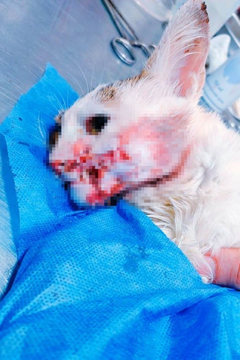 156050-القطة-نائمه-بعد-العملية-الجراحية