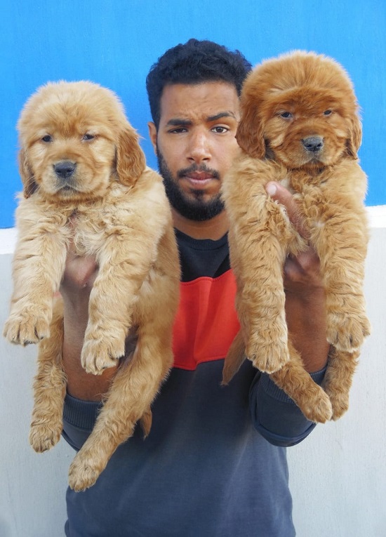 أحمد يحمل كلاب صغيرة