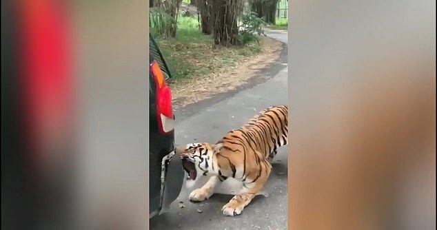 نمر بنغالى يسحب سيارة دفع رباعى بأسنانه في متنزه هندى (2)