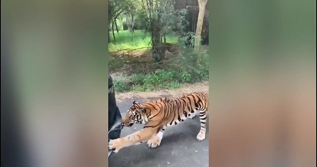 نمر بنغالى يسحب سيارة دفع رباعى بأسنانه في متنزه هندى (1)