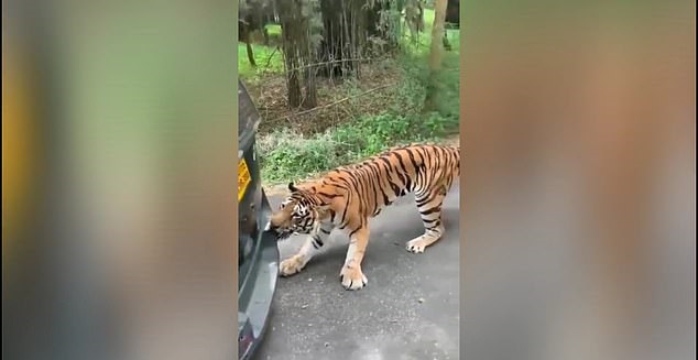 نمر بنغالى يسحب سيارة دفع رباعى بأسنانه في متنزه هندى (3)