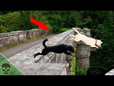 جسر الكلاب فى اسكتلندا