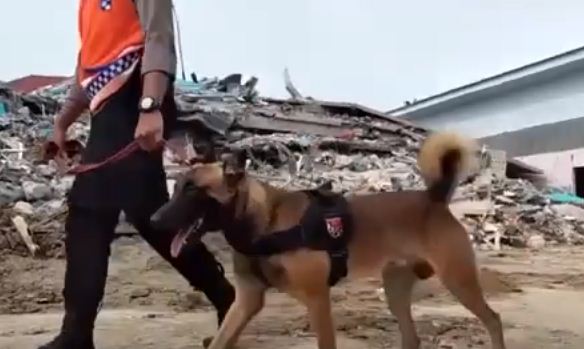 كلاب انقاذ فى موقع الزلزال