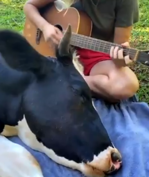 البقرة تنام على أنغام الموسيقى