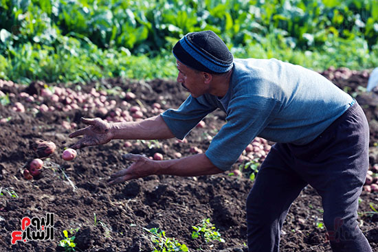 مزارع يجمع البطاطس
