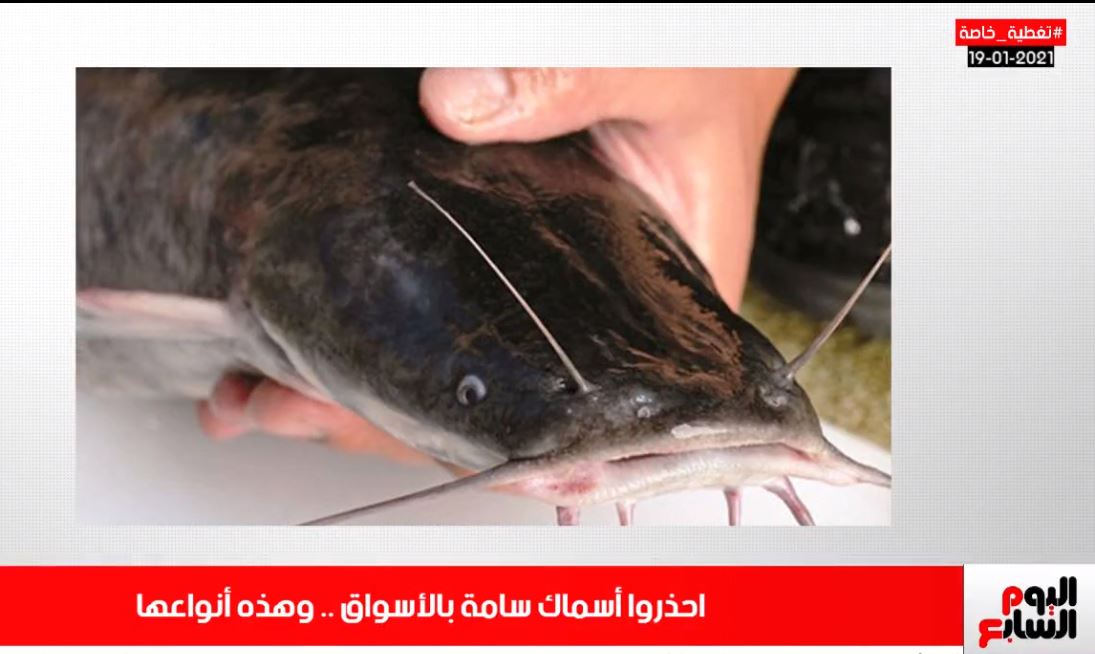 تغطية تليفزيون اليوم السابع حول الأسماك السامة