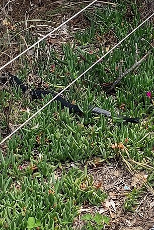 A black snake causes fear in Australian city dwellers .. You know the story (2)