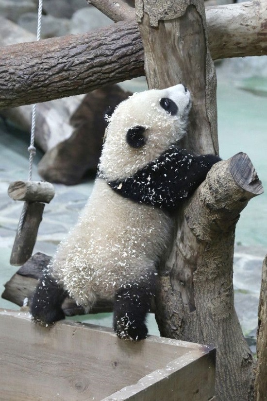 شهدت حديقة الحيوانات التايوانية موجة من الولادات هذا العام
