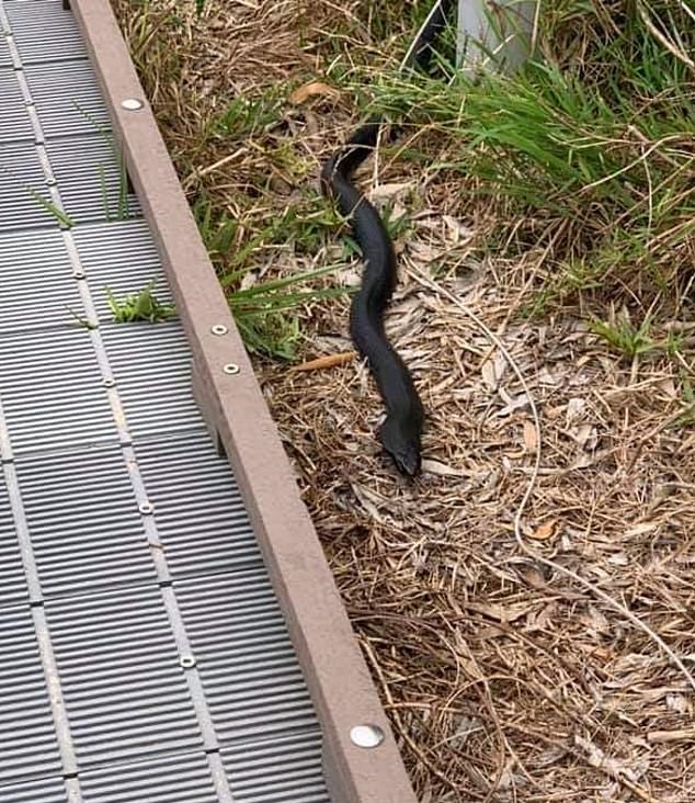 A black snake causes fear in the city of Australia .. You know the story (3)