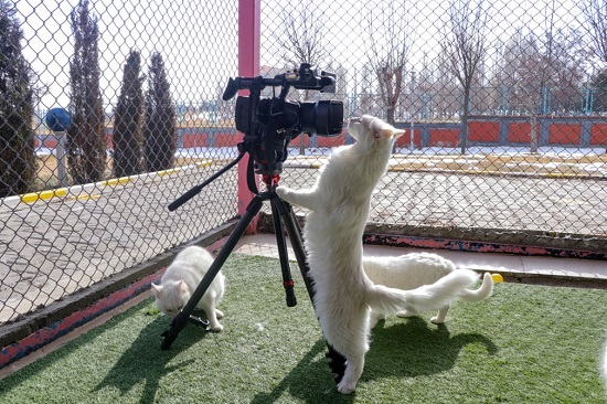 قطة أمام الكاميرا في مركز تبني للحيوانات الأليفة