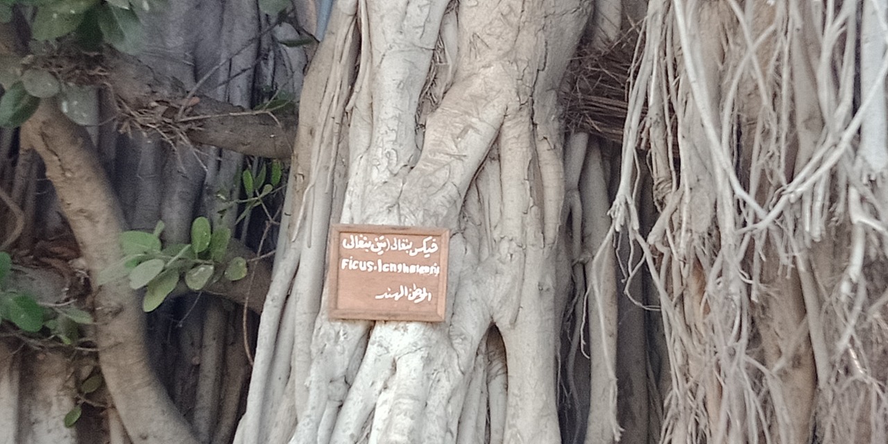 أشجار التين البنغالى