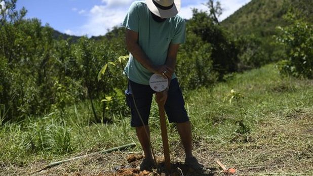 مبادرة زرع شجرة فى البرازيل