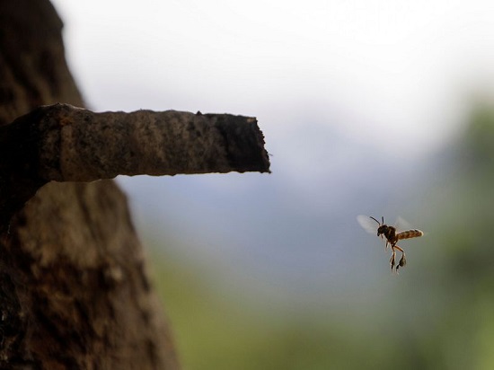 نحل العسل يساعد في تلقيح النباتات التي تنتج معظم الغذاء في العالم