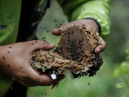 غابات يونجاس أصبحت معرضة للخطر وانخفض عدد النحل بمقدار النصف