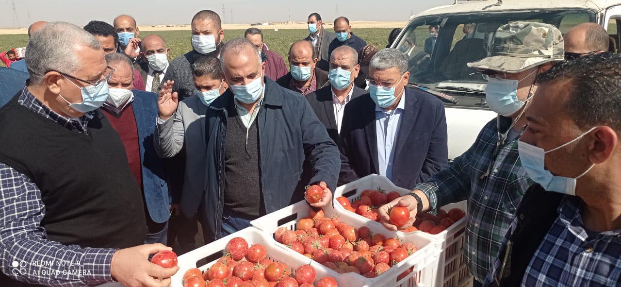 وزير الزراعة والرى يتفقدان المزارع التجريبية لمحصول الطماطم (1)