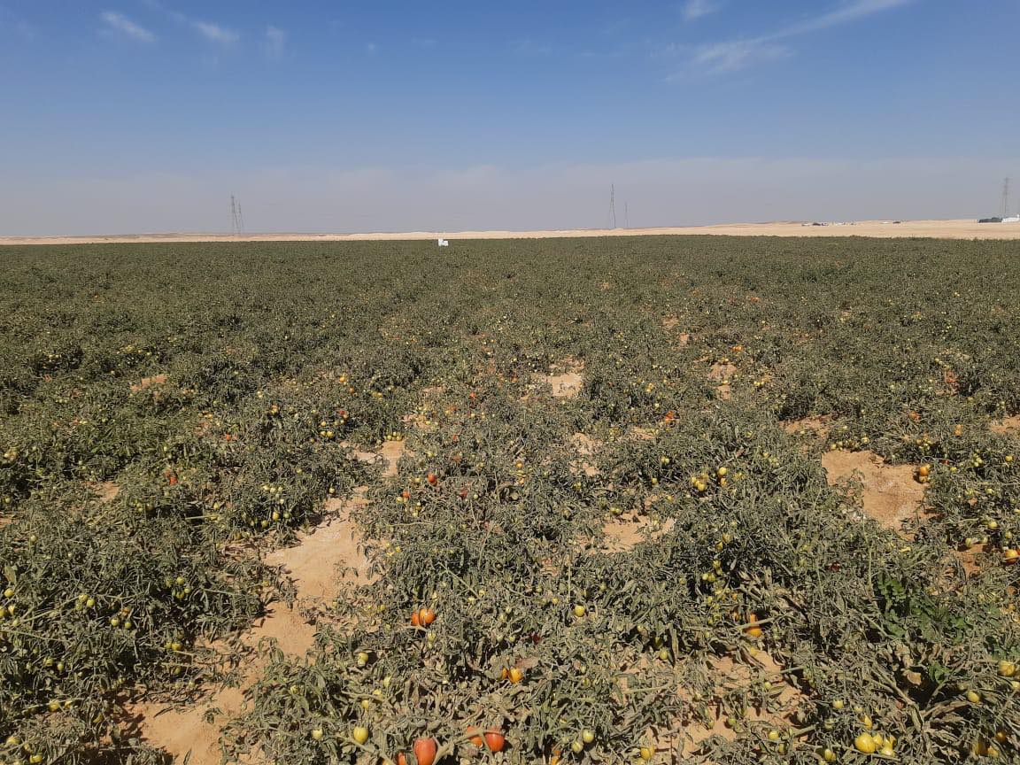 وزير الزراعة والرى يتفقدان المزارع التجريبية لمحصول الطماطم (4)