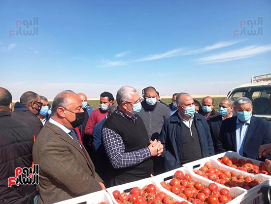 وزيرا الزراعة والرى يتفقدان مزرعة الطماطم (1)