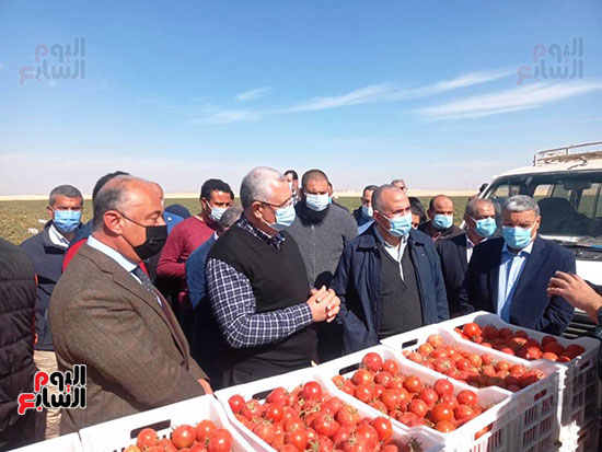 وزيرا الزراعة والرى يتفقدان مزرعة الطماطم (3)