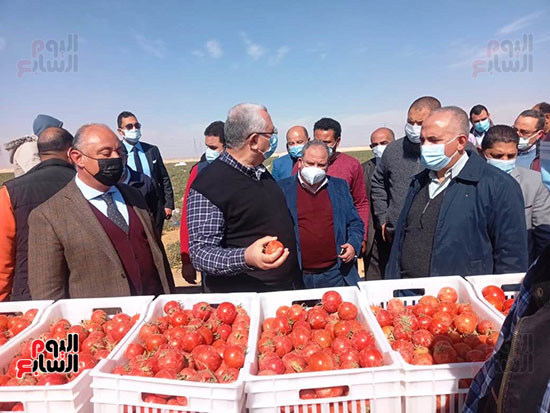 وزيرا الزراعة والرى يتفقدان مزرعة الطماطم (2)