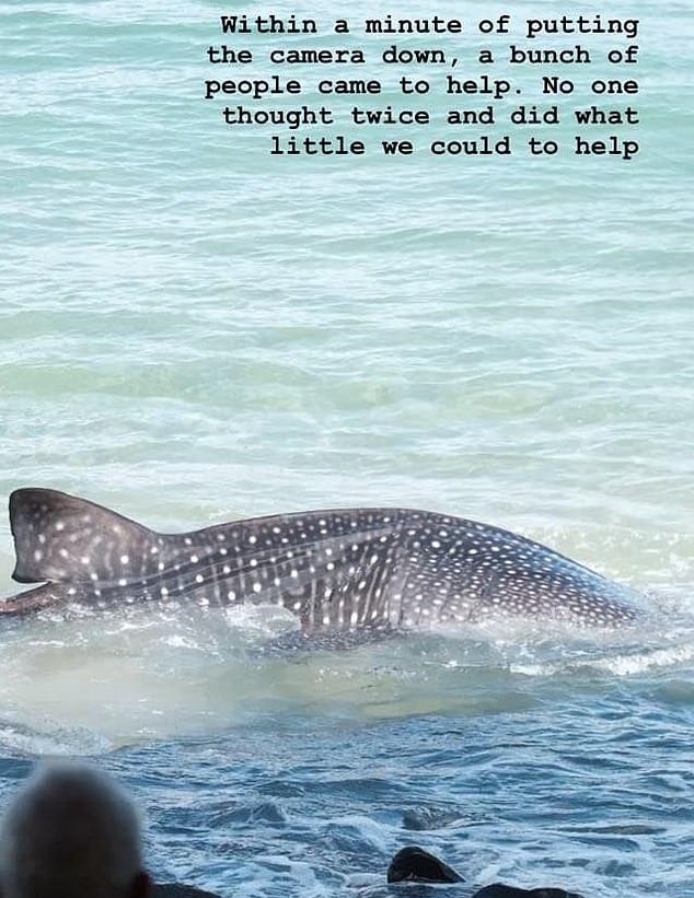 لحظة إنقاذ سمكة قرش الحوت علقت في شاطئ بأستراليا  (3)