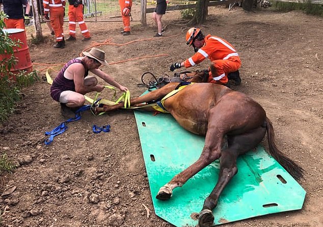 لحظة إنقاذ حصان بعد سقوطه في خزان للصرف الصحى بأستراليا..صور  (1)