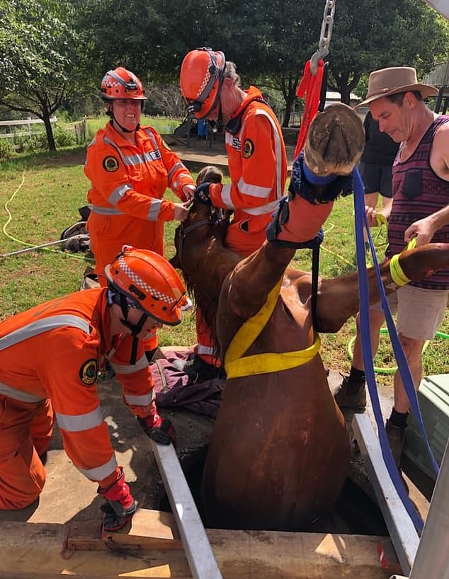 لحظة إنقاذ حصان بعد سقوطه في خزان للصرف الصحى بأستراليا..صور  (2)