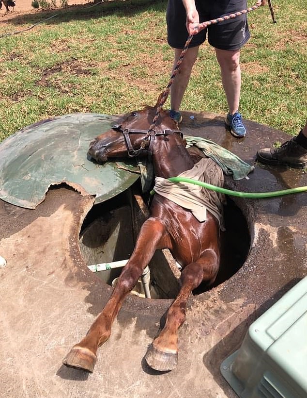 لحظة إنقاذ حصان بعد سقوطه في خزان للصرف الصحى بأستراليا..صور  (3)