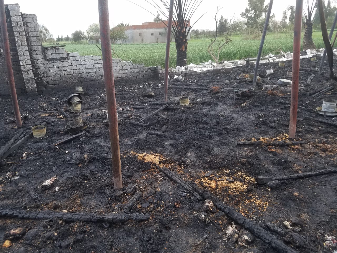 التهام النيران لمزرعة دواجن بقرية بكفر الشيخ