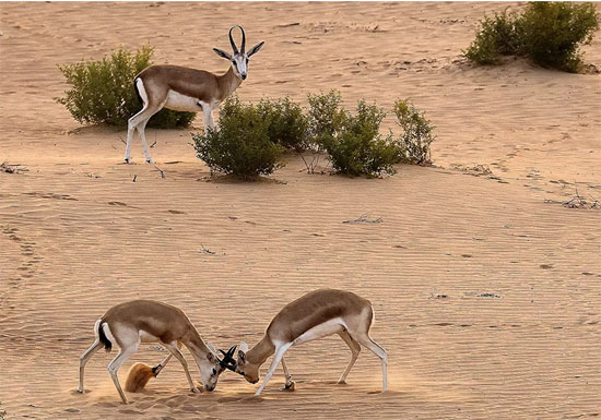 صحراء الإمارات (2)