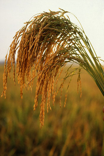 حصاد الأرز فى بنجلاديش (1)