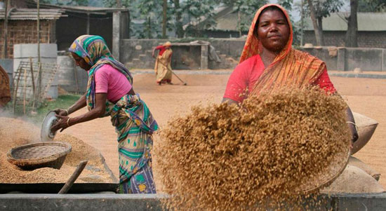 حصاد الأرز فى بنجلاديش (6)