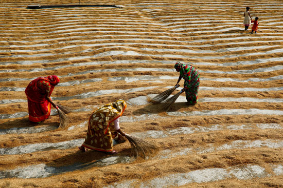 حصاد الأرز فى بنجلاديش (3)