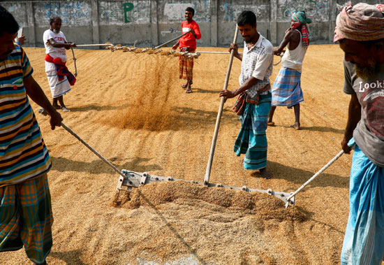 حصاد الأرز فى بنجلاديش (5)