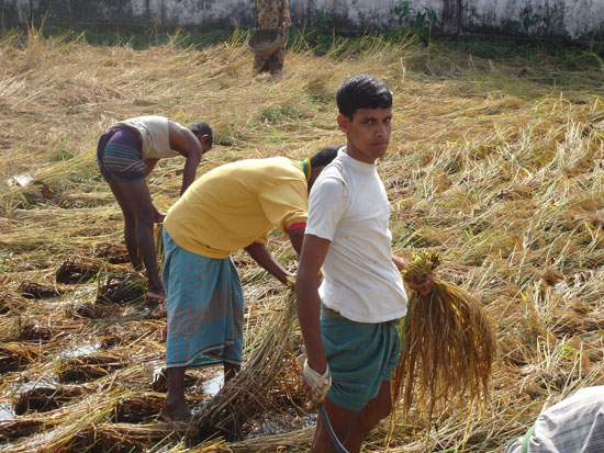 حصاد الأرز فى بنجلاديش (7)
