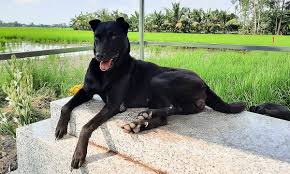 كلب يمكث على قبر صاحبه لمدة 3 سنوات في فيتنام (3)
