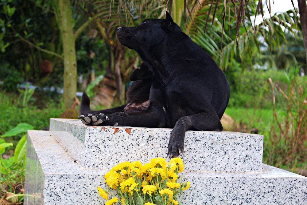 كلب يمكث على قبر صاحبه لمدة 3 سنوات في فيتنام (1)