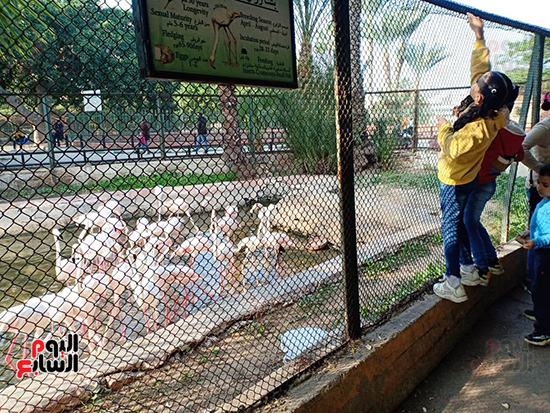إقبال-من-المواطنين-على-حديقة-حيوان-الإسكندرية--(15)